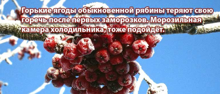 Роуэн замерла