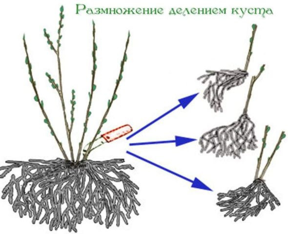 Крыжовник Черный Негус