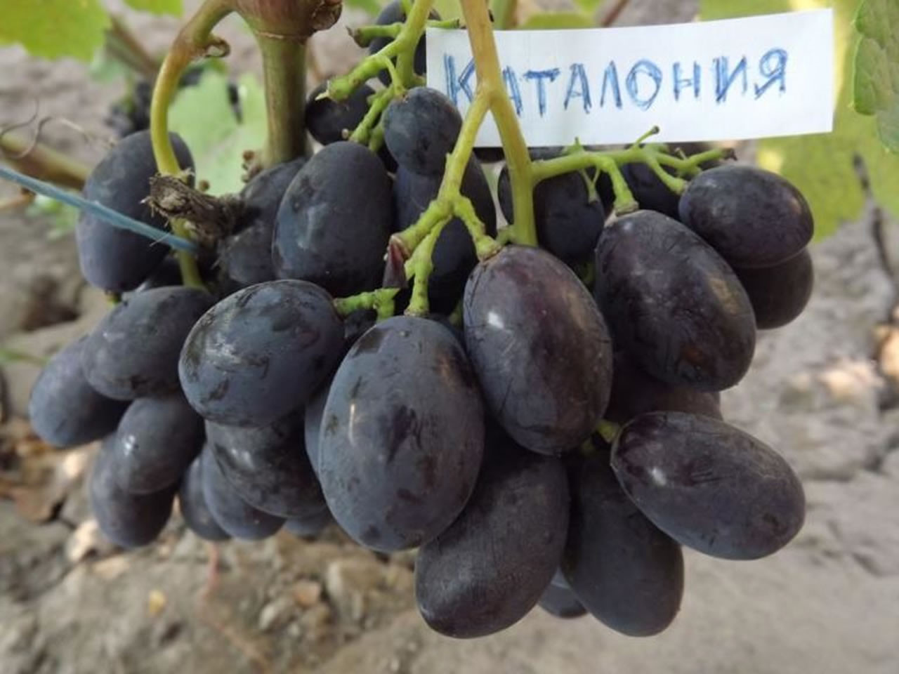 Виноград Каталония