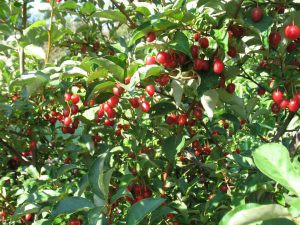 Семейство ЛОХОВЫЕ (Elaeagnaceae)Лох многоцветковый или гуми (Elaeagnus multiflora) Лох зонтичный Акигуми