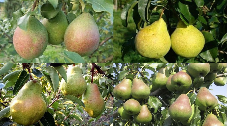 Карликовая груша