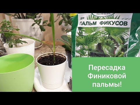 Как пересадить финиковую пальму? Правила ухода!