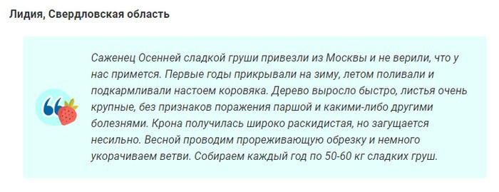 Сорт груши Осенняя Сладкая (12 фото): описание, опылители, посадка, уход и отзывы садоводов
