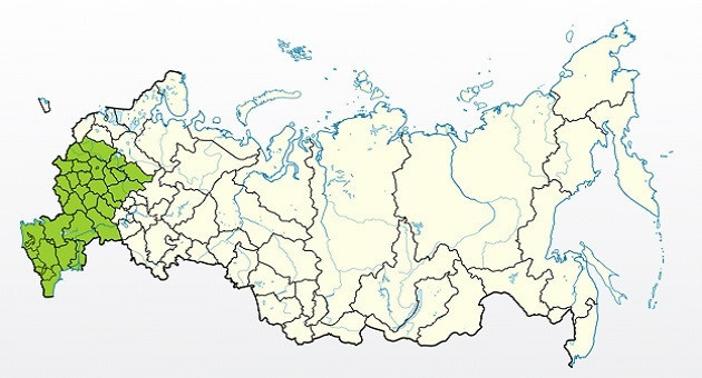 Яблоня Антоновка белая