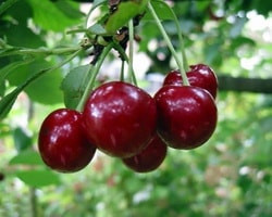 вишневая брюнетка описание подборка отзывы