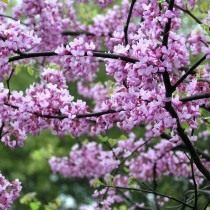 Церцис канадский (Cercis canadensis)