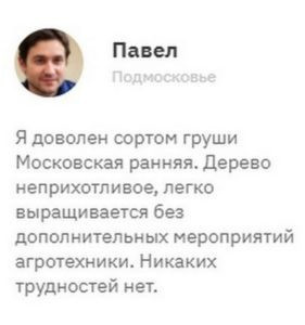 Сорт груши Московская