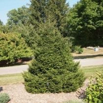 ель восточная (Picea orientalis)