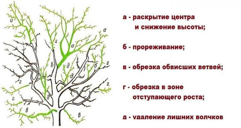 Схема омолаживающей обрезки кроны груши