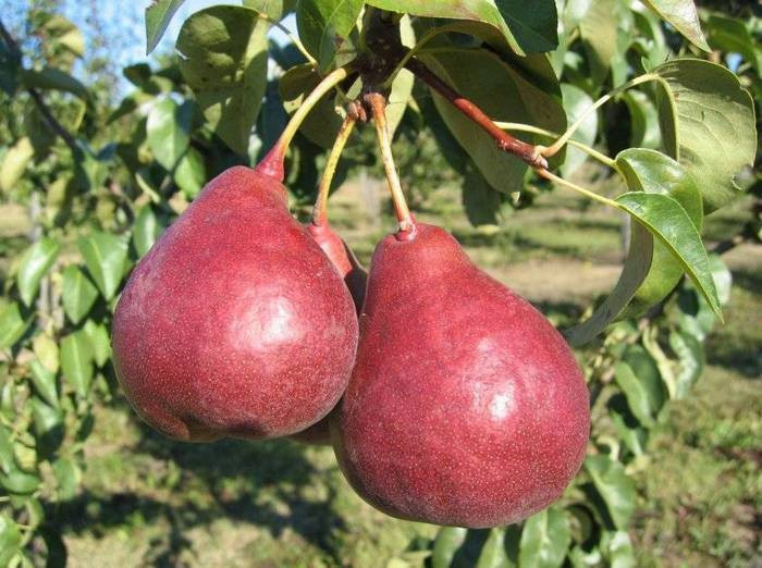 Сорт груши Кокинская