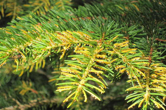 Ржавчина (Melampsoridium betulinum)