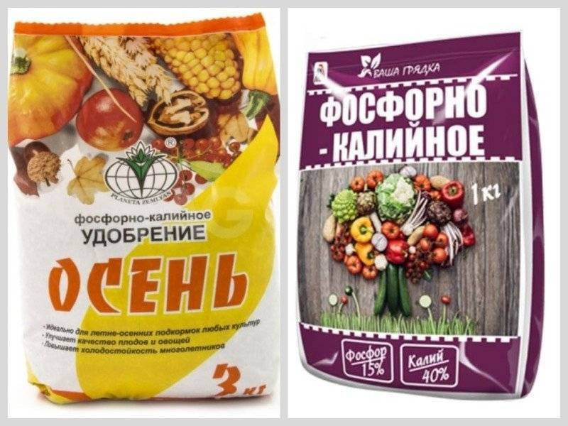 Растение в последний раз подкармливают составами на основе фосфора и калия