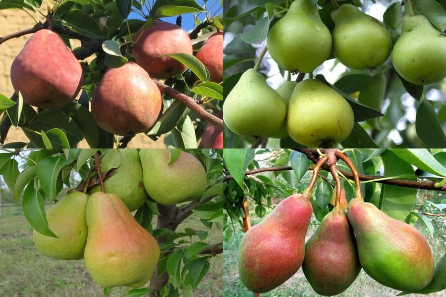 Лучшие сорта груш для Сибири