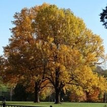 Liriodendron tulipifera, или настоящее тюльпанное дерево, или лиран (Liriodendron tulipifera)