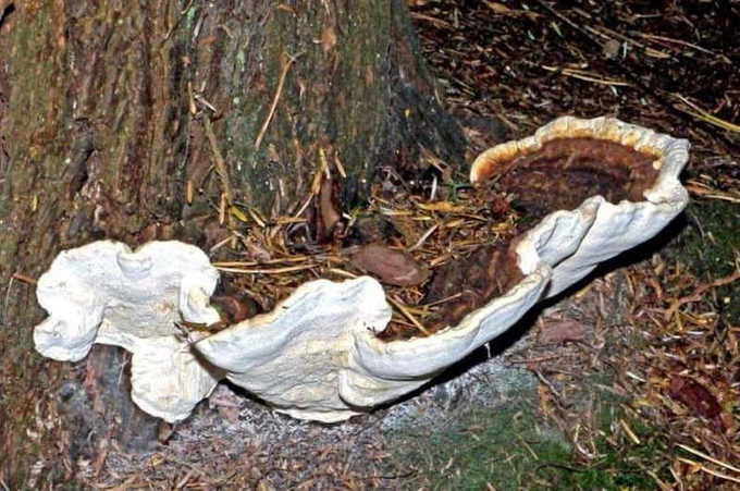 Корневой гриб (Heterobasidion annosum)