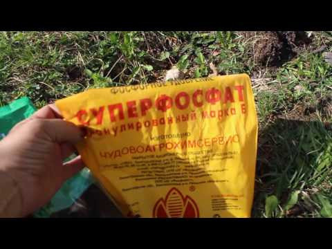 посадка йошты, сливы, терна