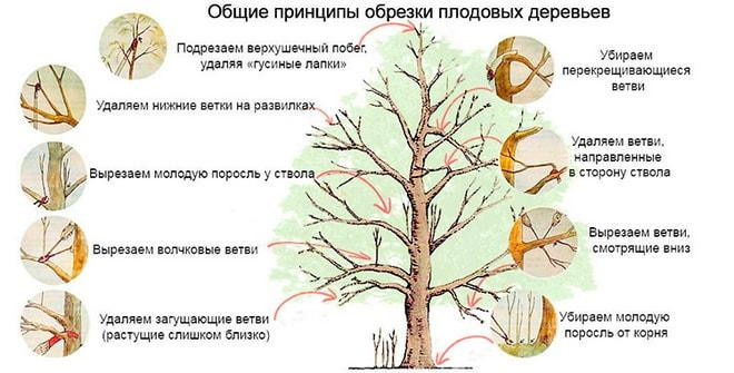 Сорт яблони Фонарь: самая маленькая из полукультурных