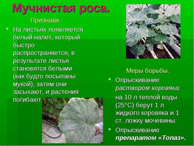 Белый налет на листьях комнатных растений. Уход