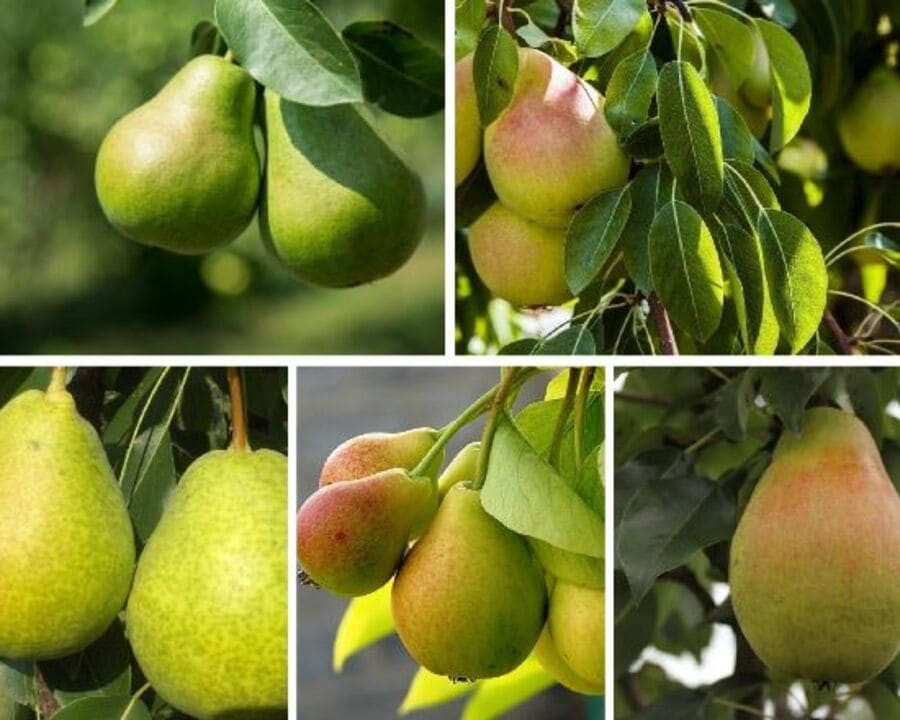 Топ 16 самоопыляемых сортов груш