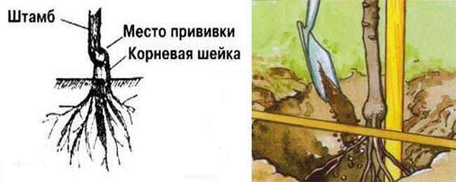 Планирование посадки рассады