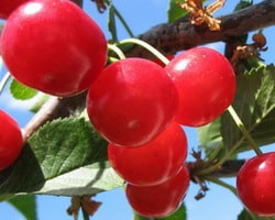 сказочная вишня описание сорта фото отзывы