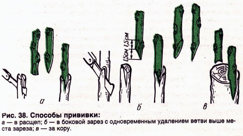 Способы прививки груши
