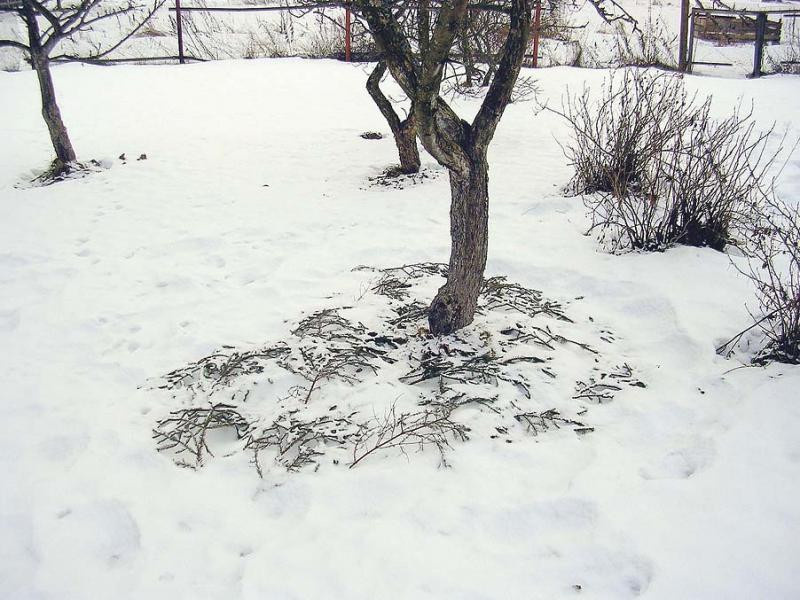 Грушевая банкетка: описание, важные преимущества, фото варианты