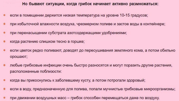 Белый налет на листьях комнатных растений. Уход