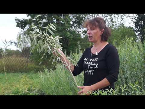 Русская ива. Видеообзор Шаровидной Ивы.