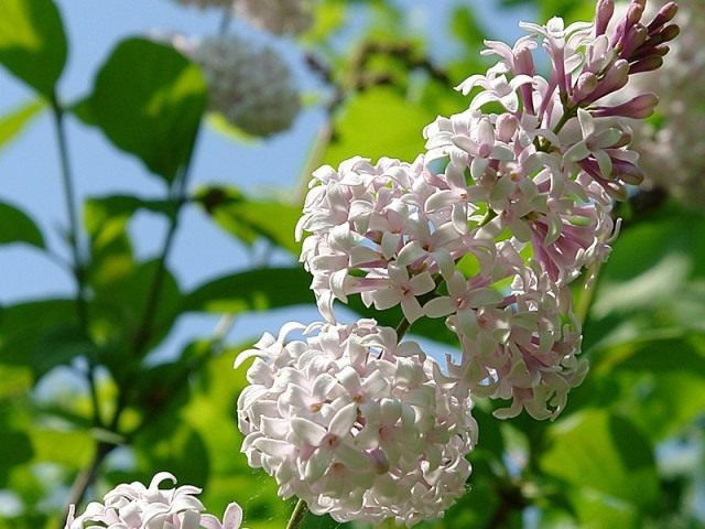 Сирена Звегинцова