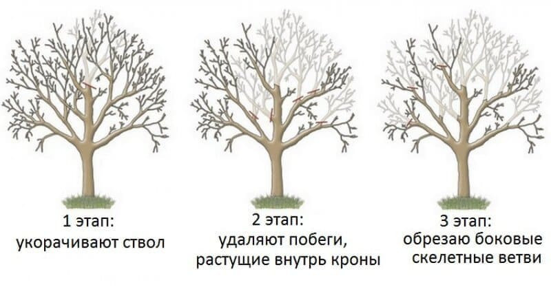 Схема омолаживающей обрезки груши Ника