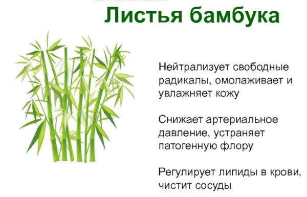 Бамбук: трава или дерево, куст? Что это за фото