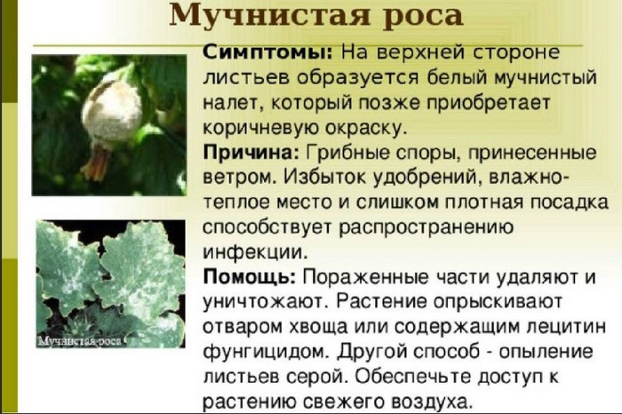 Белый налет на листьях комнатных растений. Уход