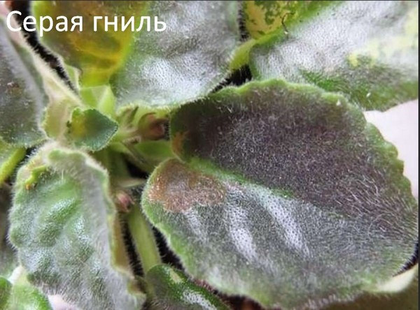 Белый налет на листьях комнатных растений. Уход