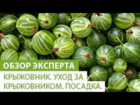 Крыжовник. Уход за крыжовником. Посадить крыжовник
