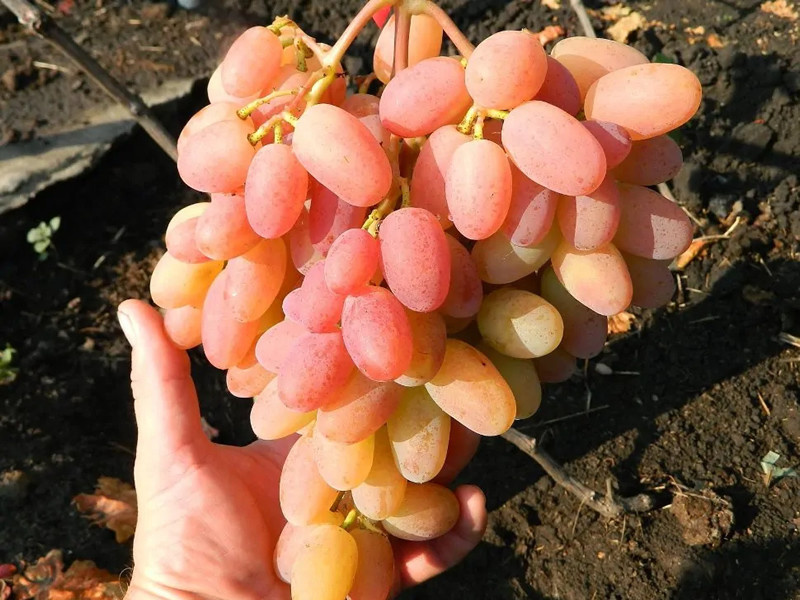 Виноград Юлиан