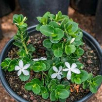 Carissa macrocarpa 'Звезда пустыни’)