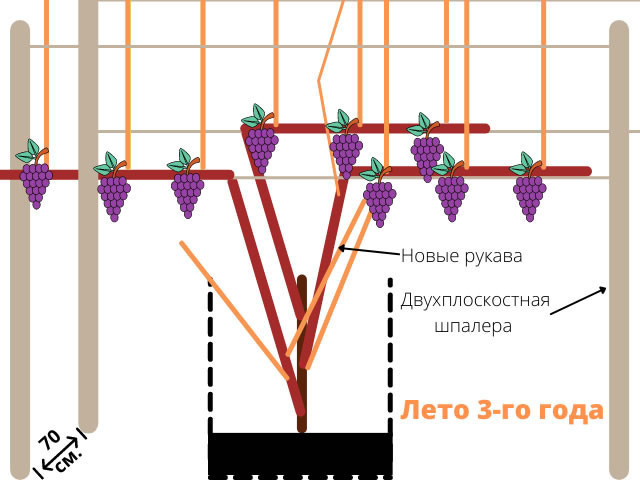 Супер-сорт Дубовский розовый