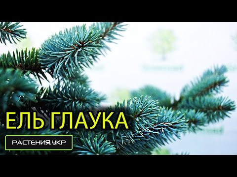 Ель Главка Глобоза / Посадка и уход за елью / Хвойные породы