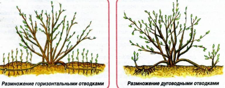 Калина обыкновенная: описание и размножение