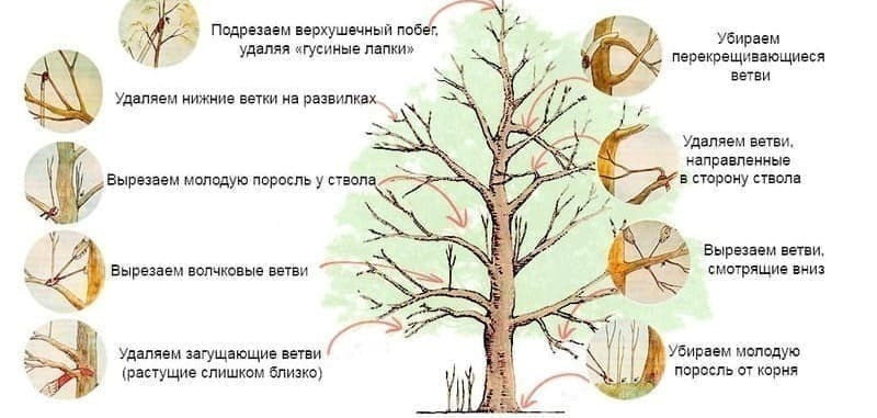 Схема санитарной обрезки груши