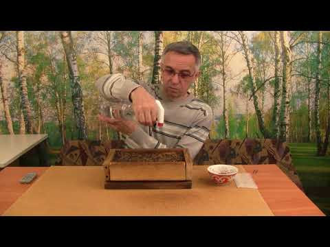 Как вырастить березу. Посев семян. Часть 6.