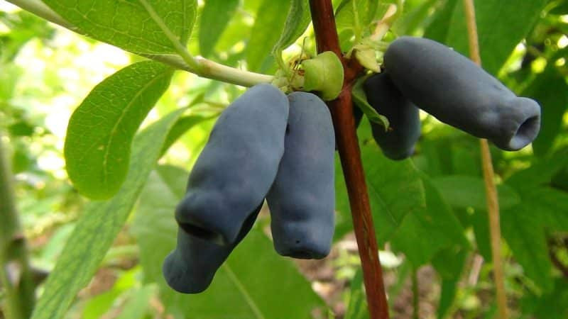 Подборка лучших, вкусных и сладких сортов жимолости для выращивания в разных регионах