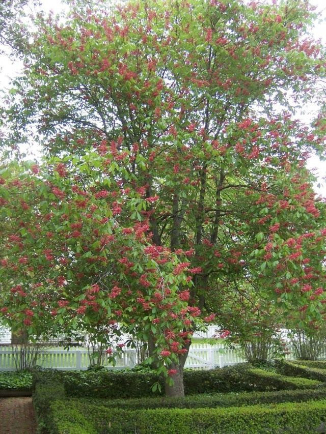 Красный конский каштан или конский каштан Павия (Aesculus pavia)