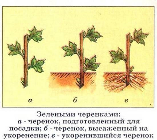 Виноград Супер Экстра. Описание сорта, фото, отзывы