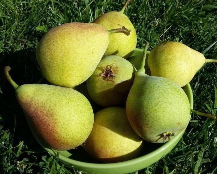 Груша сорта Кокинская сладкая, без кислинки