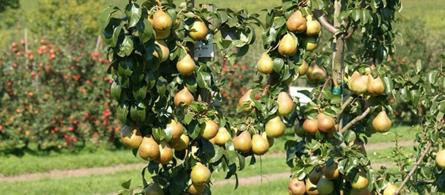 Карликовая груша