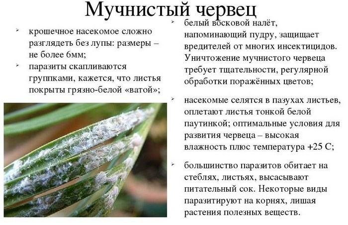 Белый налет на листьях комнатных растений. Уход