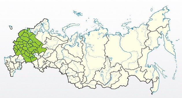 Яблоня Спартан