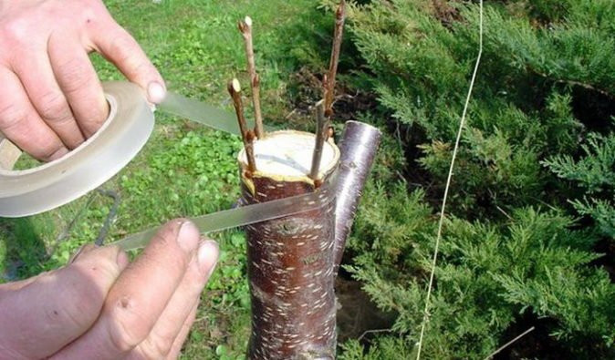 Руки мужчины, корой оборачивает прививку на деревенского котчема